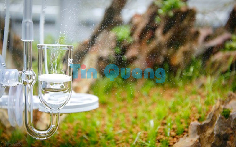 choi-thuy-sinh%20(6).png